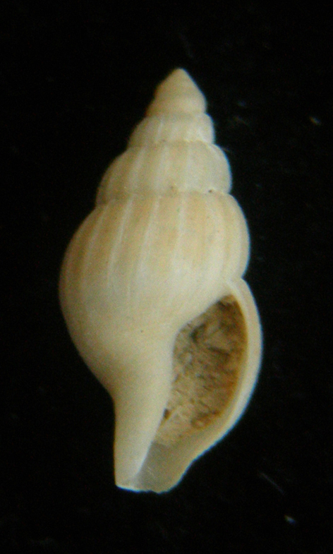Amphissa acuticosata juv.